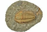 Cambrian Trilobite (Hamatolenus) - Tinjdad, Morocco #233471-1
